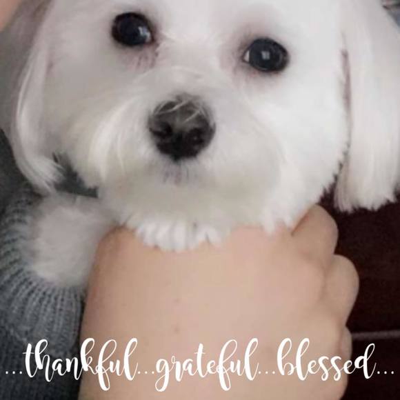 Meet your Posher, Amy - Picture 1 of 1